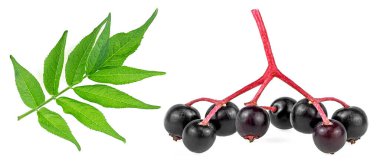 Sağlıklı besin - beyaz arka planda yeşil yapraklı taze siyah mürver meyvesinin küçük bir dalı. Sambucus.