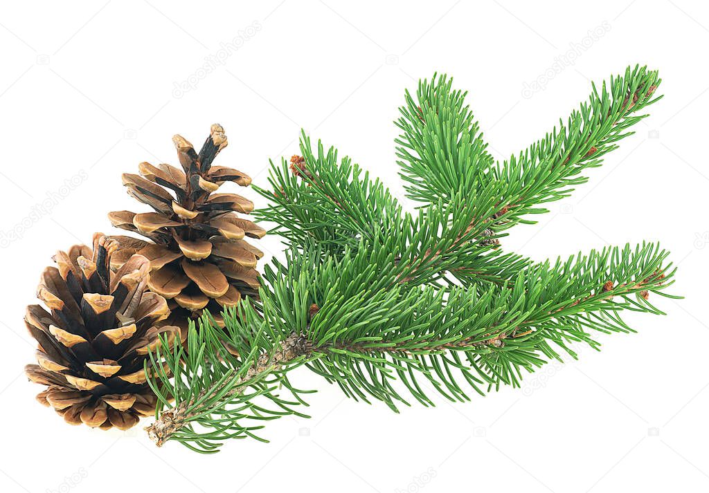 Christmas cones with fir tree branch isolated on a white background