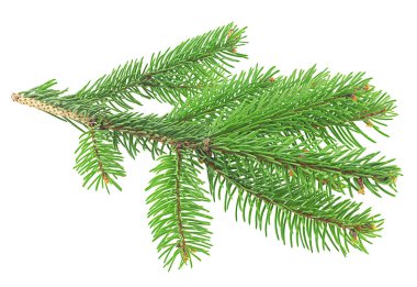 Yeşil çam dalı beyaz arka planda izole edilmiş. Noel için çam dalı.