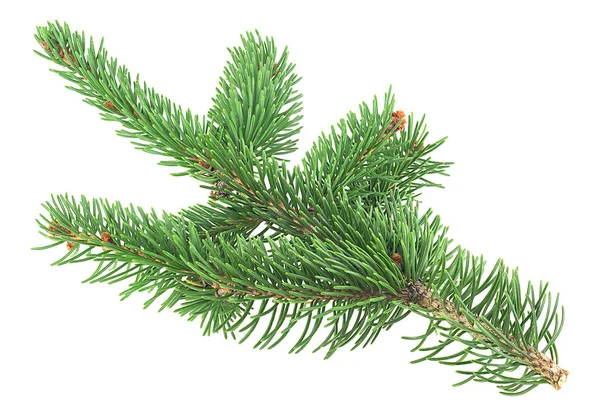 Front View Green Fir Tree Spruce Branch Needles Isolated White — Stock Photo, Image