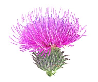 Süt devedikeni çiçeği beyaz arka planda izole edilmiş. Alternatif tıp konsepti.