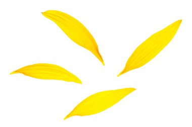 Beyaz arka planda izole edilmiş taze sarı yapraklar. Güzel ayçiçeği yaprakları.