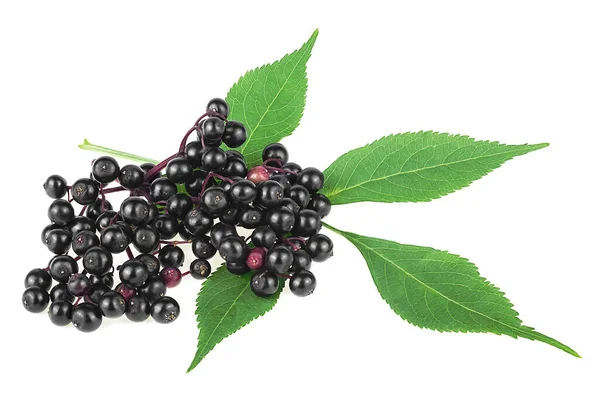 Black Elderberry Fruits Green Leaves Isolated White Background Sambucus European — Stock Photo, Image