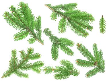 Beyaz arka planda izole edilmiş noel ağacı dalları koleksiyonu
