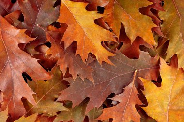 Sonbahar yaprakları grubu. Düşen sonbahar yapraklarının parlak arkaplanı.