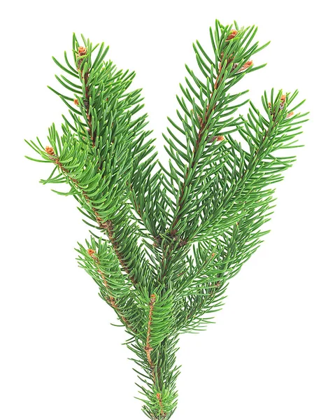 Vooraanzicht Van Groene Dennentak Geïsoleerd Een Witte Achtergrond Kerstboom — Stockfoto