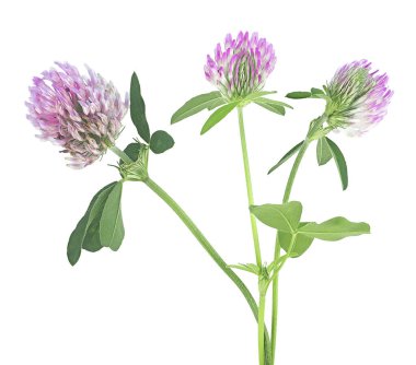 Şifalı bitkiler, beyaz arka planda izole edilmiş taze yonca çiçekleri. Ağaç folyosu çiçeği.