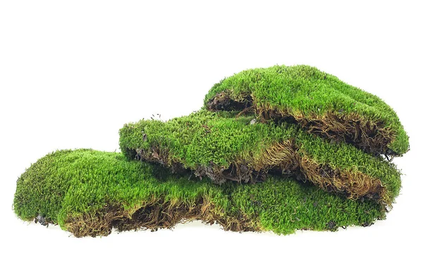 Musgo Verde Del Bosque Aislado Sobre Fondo Blanco Moss Con — Foto de Stock