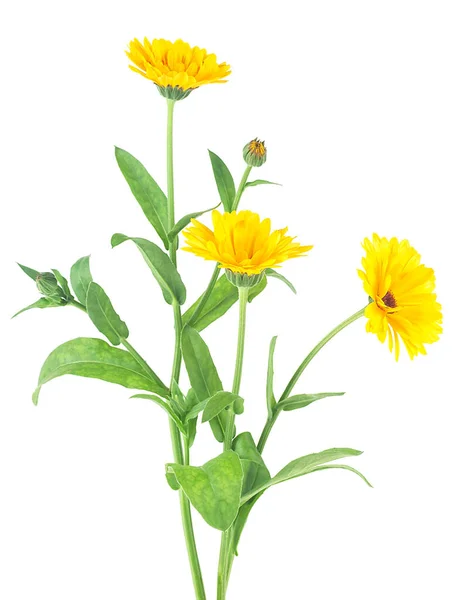 Three Flowers Marigold Leaves Isolated White Background Bouquet Calendula Officinalis — стоковое фото
