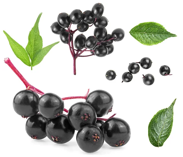 Set of European elderberry isolated on a white background. Elderberry leaves and black berries of elder. Sambucus.