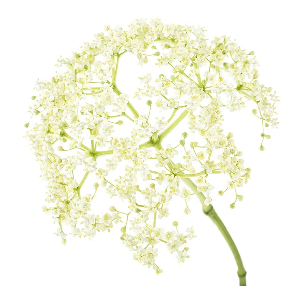 Sambucus Nigra Yaşlı Böğürtlen Çiçeği Beyaz Arka Planda Izole Edilmiş — Stok fotoğraf