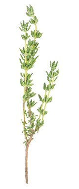 Beyaz arka planda izole edilmiş taze kekik dalı. Baharatlar.