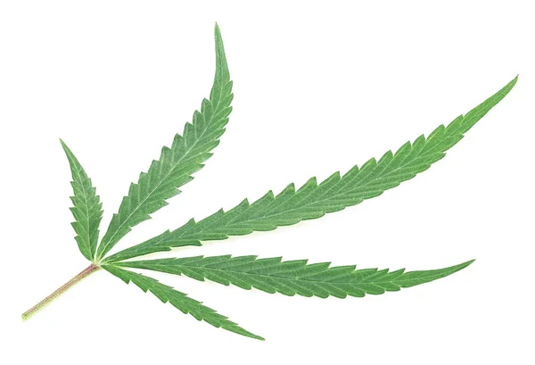 Cannabis Vers Groen Blad Van Hennep Geïsoleerd Een Witte Achtergrond — Stockfoto