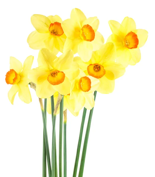 Gelbe Narzissenblüten Vereinzelt Auf Weißem Hintergrund Narzissenstrauß — Stockfoto