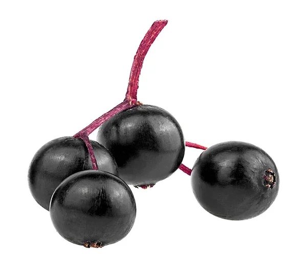 Sambucus Ung Liten Gren Europeiska Svarta Fläderbär Frukt Isolerad Vit — Stockfoto
