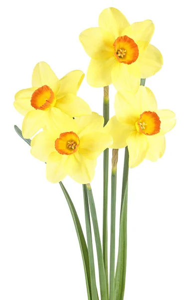 Bouquet Von Gelben Narzissenblüten Isoliert Auf Weißem Hintergrund Narzissenblüte — Stockfoto