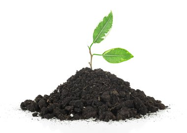 Topraktan çıkan genç bitki beyaz arka planda izole edilmiş. Ficus filizleniyor..