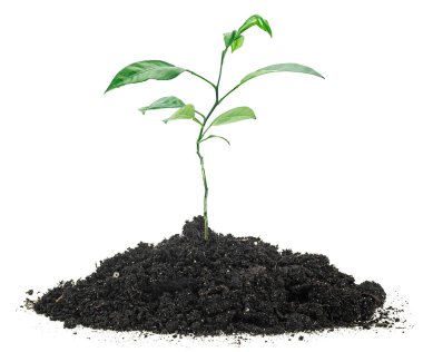 Toprakta küçük yeşil meyve filizi, beyaz arka plan. İzole edilmiş resim.