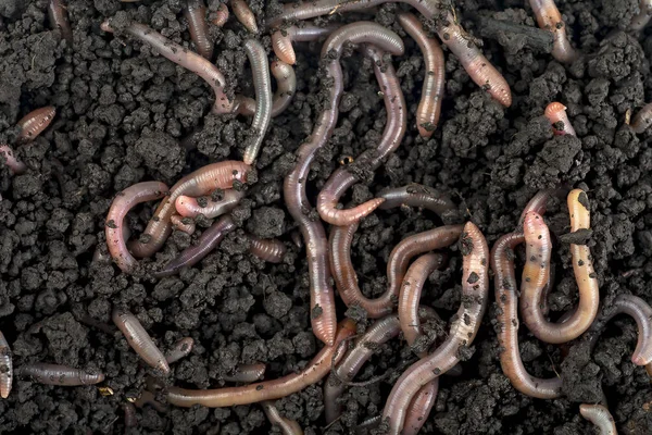 Groep Regenwormen Zwarte Grond Als Achtergrond Bovenaanzicht Compost Wormen Tuin — Stockfoto