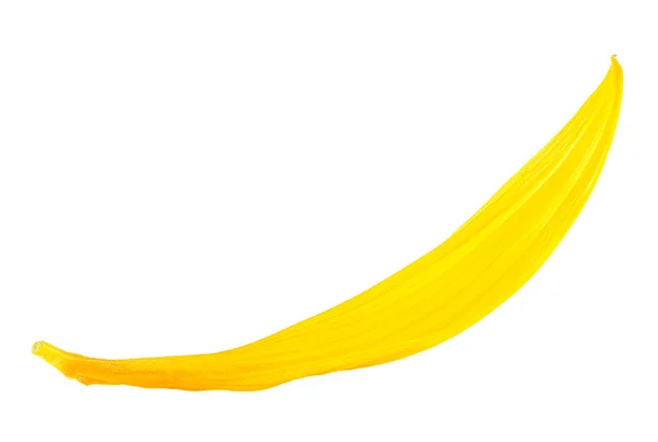 Jeden Żółty Płatek Słonecznika Wyizolowany Białym Tle Zbliżenie — Zdjęcie stockowe
