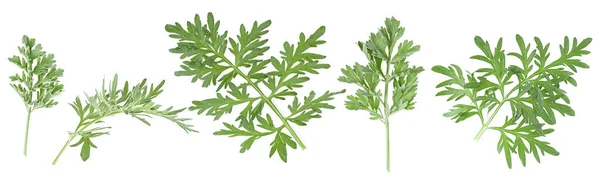 在白色背景上分离的一组药用虫草树枝 萨吉布鲁什青蒿素药用植物 — 图库照片