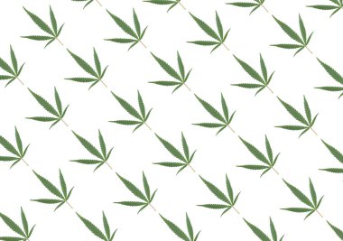 Yeşil kenevir yaprakları beyaz arka planda izole, üst manzara. Tıbbi esrar..