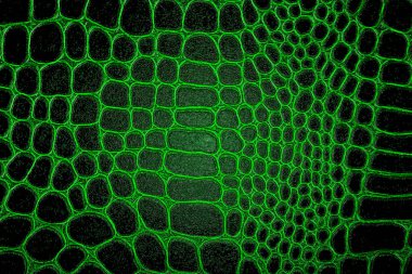 Arka plan olarak koyu yeşil timsah derisinin doğal dokusu..