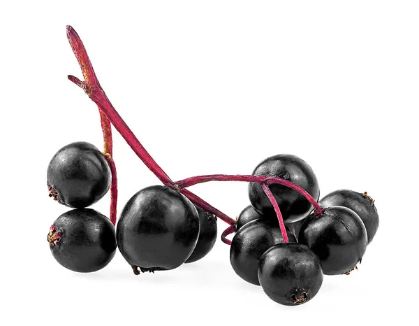 Fehér Alapon Izolált Európai Fekete Bodza Gyümölcs Sambucus Vörösáfonya Piros — Stock Fotó