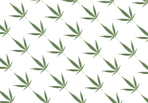 Groene Cannabisbladeren Geïsoleerd Een Witte Achtergrond Bovenaanzicht Medische Marihuana — Stockfoto