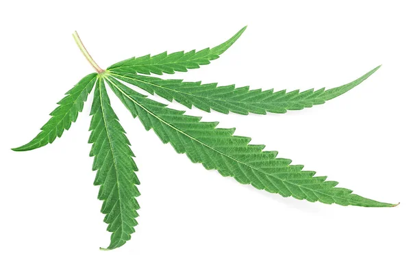 Groene Verse Marihuana Blad Geïsoleerd Een Witte Achtergrond Cannabis Een — Stockfoto