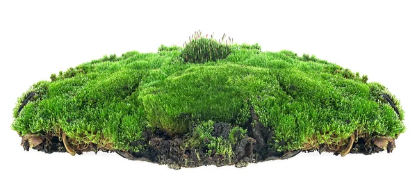 Beyaz arka planda yeşil yosunlu tepe