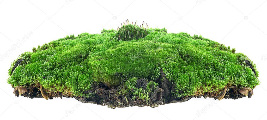 Green mossy hill with grass isolated on a white background