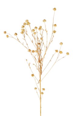 Flax Spike 'ın ön görüntüsü beyaz arka planda izole edilmiş. Keten kulaklı..