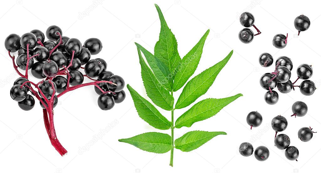 Natural influenza remedy - Set of European elderberry isolated on a white background. Elderberry leaves and black berries of elder.