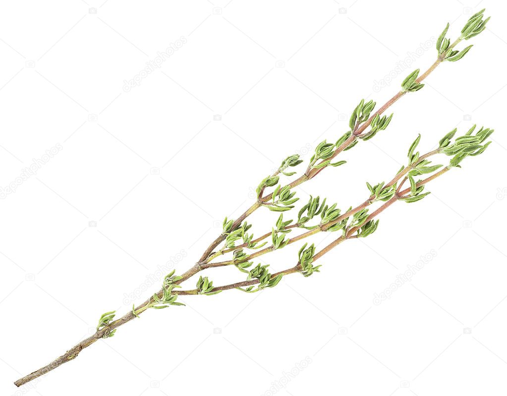 Fresh thyme spice isolated on a white background. Organic thyme twig.