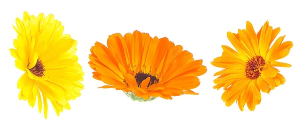 Collection Beautiful Blooming Marigold Flowers Isolated White Background Calendula Officinalis — 스톡 사진