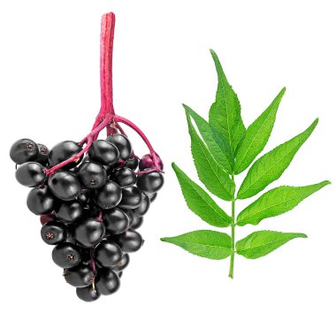 Beyaz arka planda izole edilmiş Avrupa siyah mürver ve mürver yaprakları. Doğal grip ilacı..