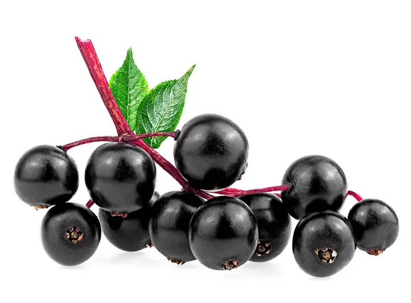 Buah Segar Elderberry Dengan Daun Hijau Terisolasi Pada Latar Belakang — Stok Foto
