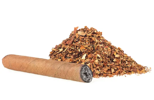 Charuto Queimado Pilha Folhas Tabaco Secas Isoladas Fundo Branco Charuto — Fotografia de Stock