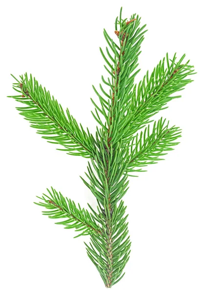 绿色的冷杉枝干被白色的背景隔开了 圣诞节用的绿色冷杉枝干 顶视图 — 图库照片