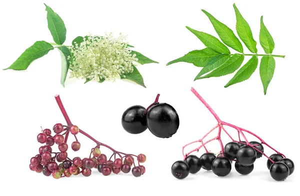 Doğal grip ilacı - Beyaz arka planda izole edilmiş bir Avrupa mürver (Sambucus) seti. Mürver yaprakları ve çiçekler, yaşlı böğürtlenler.