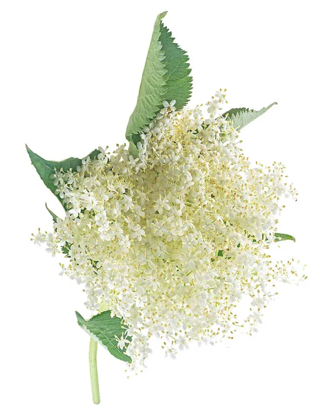 Κλαδί Άνθη Και Φύλλα Που Απομονώνονται Λευκό Φόντο Ανθοπώλη Γηραιέ — Φωτογραφία Αρχείου