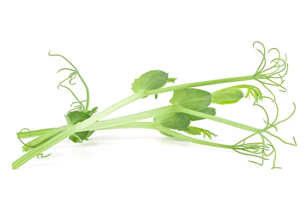 Молоді Горохові Рослини Вирощуються Мікрозелені Ізольовані Білому Тлі Мікрозелені Паростки — стокове фото