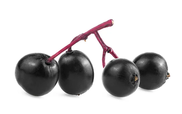 白い背景 健康的な食べ物に隔離されたヨーロッパの高齢者の黒い果実 サンブカス — ストック写真