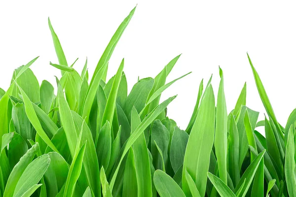 Beyaz arka planda soyutlanmış mısır tohumu. Mısır filizleri. Yeşil çimen.