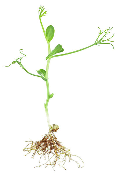 Healthy eating concept - microgreen pea sprout isolated on a white background, top view. Little green pea sprout with a white root grows from the pea seed.