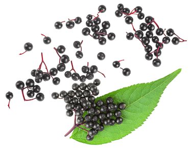 Beyaz arka planda yeşil yapraklı taze siyah mürver manzarası. Sambucus.
