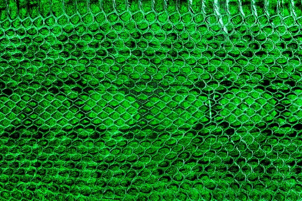 Natural snake skin pattern background. Green snake pattern imitation.