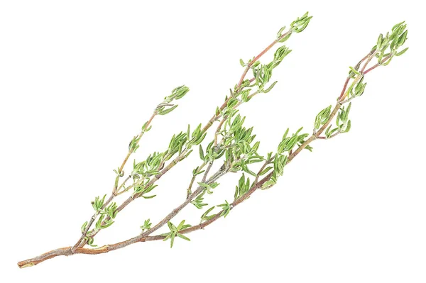 Organic Fresh Thyme Spice Isolated White Background Top View Twig — Fotografia de Stock