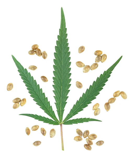 Hemp Seeds Green Cannabis Plant Isolated White Background Top View — Stockfoto